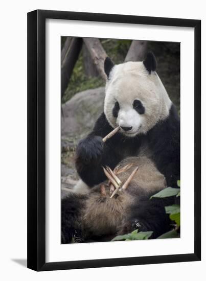 Chengdu Research Base of Giant Panda Breeding, Chengdu, Sichuan Province, China, Asia-Michael Snell-Framed Photographic Print