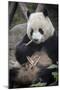 Chengdu Research Base of Giant Panda Breeding, Chengdu, Sichuan Province, China, Asia-Michael Snell-Mounted Photographic Print