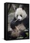 Chengdu Research Base of Giant Panda Breeding, Chengdu, Sichuan Province, China, Asia-Michael Snell-Framed Stretched Canvas