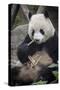 Chengdu Research Base of Giant Panda Breeding, Chengdu, Sichuan Province, China, Asia-Michael Snell-Stretched Canvas