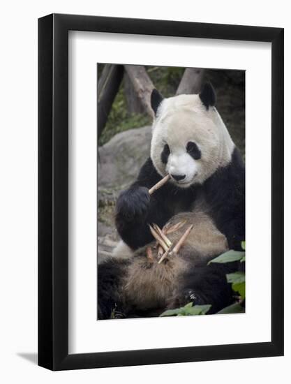 Chengdu Research Base of Giant Panda Breeding, Chengdu, Sichuan Province, China, Asia-Michael Snell-Framed Photographic Print