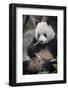 Chengdu Research Base of Giant Panda Breeding, Chengdu, Sichuan Province, China, Asia-Michael Snell-Framed Photographic Print