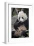 Chengdu Research Base of Giant Panda Breeding, Chengdu, Sichuan Province, China, Asia-Michael Snell-Framed Photographic Print