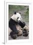 Chengdu Research Base of Giant Panda Breeding, Chengdu, Sichuan Province, China, Asia-Michael Snell-Framed Photographic Print