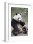 Chengdu Research Base of Giant Panda Breeding, Chengdu, Sichuan Province, China, Asia-Michael Snell-Framed Photographic Print