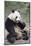 Chengdu Research Base of Giant Panda Breeding, Chengdu, Sichuan Province, China, Asia-Michael Snell-Mounted Photographic Print