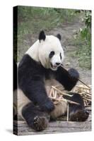 Chengdu Research Base of Giant Panda Breeding, Chengdu, Sichuan Province, China, Asia-Michael Snell-Stretched Canvas