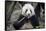 Chengdu Research Base of Giant Panda Breeding, Chengdu, Sichuan Province, China, Asia-Michael Snell-Framed Stretched Canvas