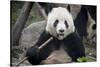 Chengdu Research Base of Giant Panda Breeding, Chengdu, Sichuan Province, China, Asia-Michael Snell-Stretched Canvas