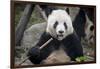 Chengdu Research Base of Giant Panda Breeding, Chengdu, Sichuan Province, China, Asia-Michael Snell-Framed Photographic Print