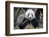 Chengdu Research Base of Giant Panda Breeding, Chengdu, Sichuan Province, China, Asia-Michael Snell-Framed Photographic Print