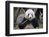 Chengdu Research Base of Giant Panda Breeding, Chengdu, Sichuan Province, China, Asia-Michael Snell-Framed Photographic Print