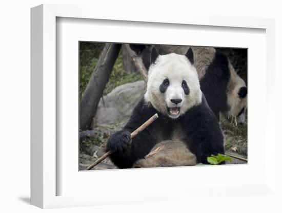 Chengdu Research Base of Giant Panda Breeding, Chengdu, Sichuan Province, China, Asia-Michael Snell-Framed Photographic Print