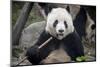 Chengdu Research Base of Giant Panda Breeding, Chengdu, Sichuan Province, China, Asia-Michael Snell-Mounted Photographic Print