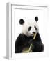 Chengdu-Contemporary Photography-Framed Giclee Print