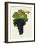 Chenin Noir Grape-J. Troncy-Framed Giclee Print