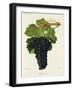 Chenin Noir Grape-J. Troncy-Framed Giclee Print