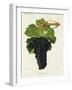 Chenin Noir Grape-J. Troncy-Framed Giclee Print