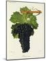 Chenin Noir Grape-J. Troncy-Mounted Giclee Print