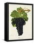 Chenin Noir Grape-J. Troncy-Framed Stretched Canvas