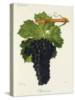 Chenin Noir Grape-J. Troncy-Stretched Canvas