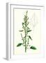 Chenopodium Album Var. Paganum Green Goosefoot Var. B-null-Framed Giclee Print