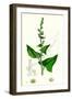 Chenopodium Bonus-Henricus Allgood-null-Framed Giclee Print