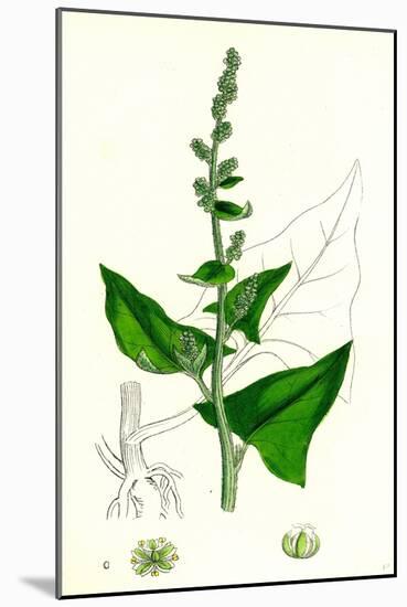 Chenopodium Bonus-Henricus Allgood-null-Mounted Giclee Print