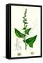 Chenopodium Bonus-Henricus Allgood-null-Framed Stretched Canvas