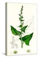 Chenopodium Bonus-Henricus Allgood-null-Stretched Canvas