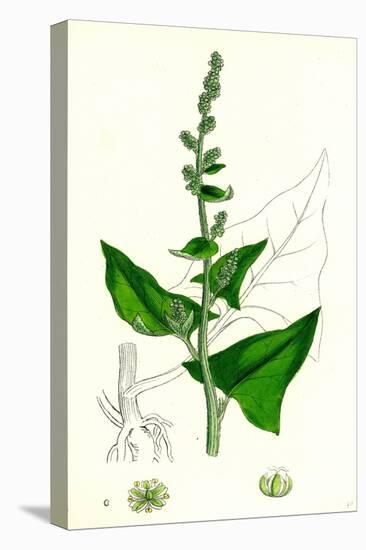 Chenopodium Bonus-Henricus Allgood-null-Stretched Canvas