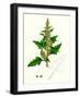 Chenopodium Eu-Rubrum Var. Genuinum Red Goosefoot Var. A-null-Framed Giclee Print