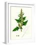 Chenopodium Eu-Rubrum Var. Genuinum Red Goosefoot Var. A-null-Framed Giclee Print