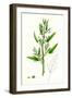 Chenopodium Ficifolium Fig-Leaved Goosefoot-null-Framed Giclee Print