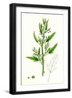 Chenopodium Ficifolium Fig-Leaved Goosefoot-null-Framed Giclee Print