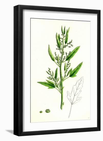 Chenopodium Ficifolium Fig-Leaved Goosefoot-null-Framed Giclee Print