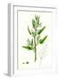 Chenopodium Ficifolium Fig-Leaved Goosefoot-null-Framed Giclee Print