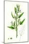 Chenopodium Ficifolium Fig-Leaved Goosefoot-null-Mounted Giclee Print