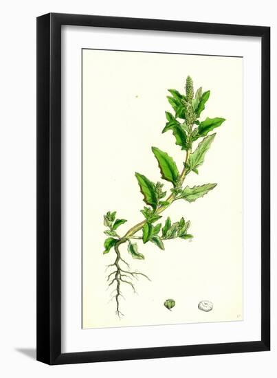 Chenopodium Glaucum Oak-Leaved Goosefoot-null-Framed Giclee Print