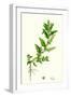 Chenopodium Glaucum Oak-Leaved Goosefoot-null-Framed Giclee Print