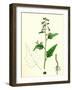 Chenopodium Hybridum Maple-Leaved Goosefoot-null-Framed Giclee Print