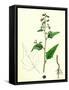 Chenopodium Hybridum Maple-Leaved Goosefoot-null-Framed Stretched Canvas