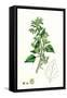 Chenopodium Murale Nettle-Leaved Goosefoot-null-Framed Stretched Canvas