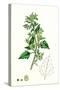 Chenopodium Murale Nettle-Leaved Goosefoot-null-Stretched Canvas