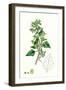 Chenopodium Murale Nettle-Leaved Goosefoot-null-Framed Giclee Print