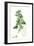 Chenopodium Murale Nettle-Leaved Goosefoot-null-Framed Giclee Print