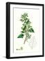 Chenopodium Murale Nettle-Leaved Goosefoot-null-Framed Giclee Print