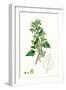 Chenopodium Murale Nettle-Leaved Goosefoot-null-Framed Giclee Print