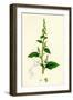 Chenopodium Polyspermum Var. Acutifolium Many-Sided Goosefoot Var. B-null-Framed Giclee Print