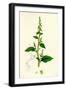 Chenopodium Polyspermum Var. Acutifolium Many-Sided Goosefoot Var. B-null-Framed Giclee Print